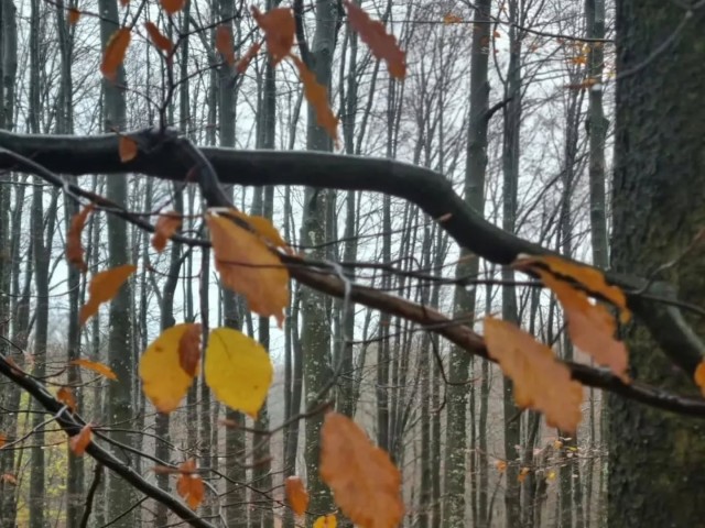 Listopad Akcija 18.10.2025-19.10.2025