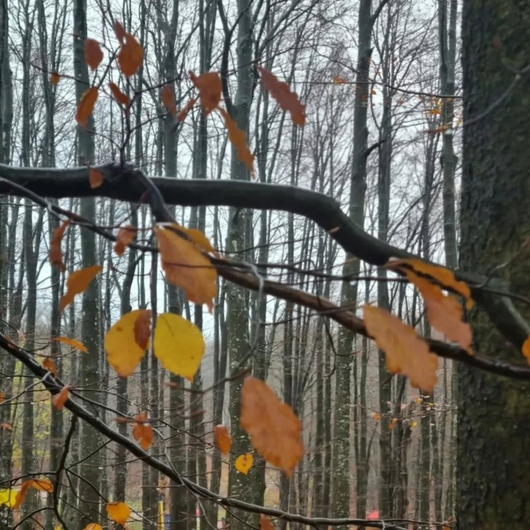 Listopad Akcija 18.10.2025-19.10.2025